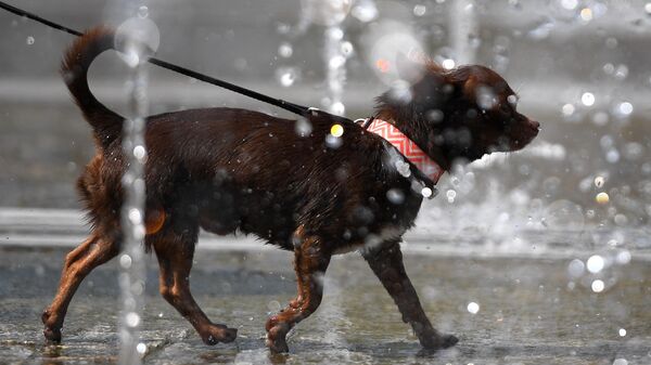 Собака гуляет в фонтанах в парке искусств Музеон
