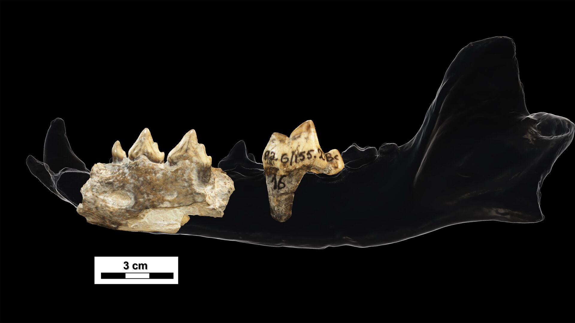 Зубы и фрагменты челюсти древнейшей охотничьей собаки возрастом 1,77-1,76 миллиона лет из Дманиси (Грузия) - РИА Новости, 1920, 29.07.2021