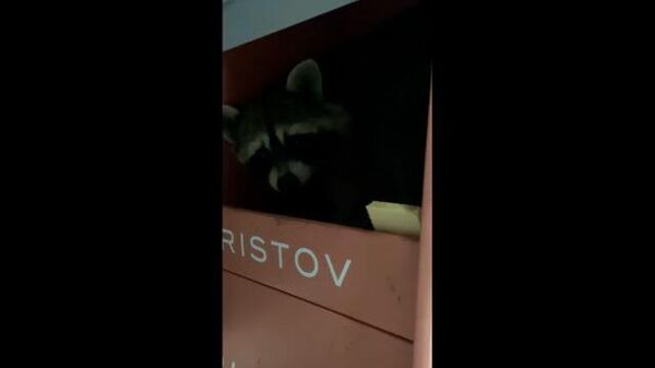 Кадры дикого енота, обнаруженного в магазине Краснодара
