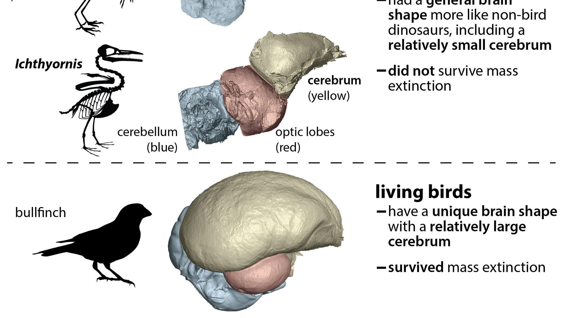  У современных птиц (внизу) относительный размер мозга значительно больше, чем у их предков - археоптерикса и ихтиорниса - РИА Новости, 1920, 30.07.2021