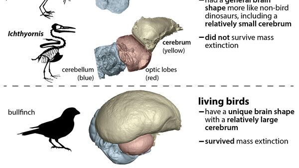  У современных птиц (внизу) относительный размер мозга значительно больше, чем у их предков - археоптерикса и ихтиорниса