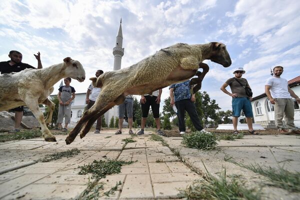 Мусульмане во время праздника Курбан-Байрам ловят барана в Крыму