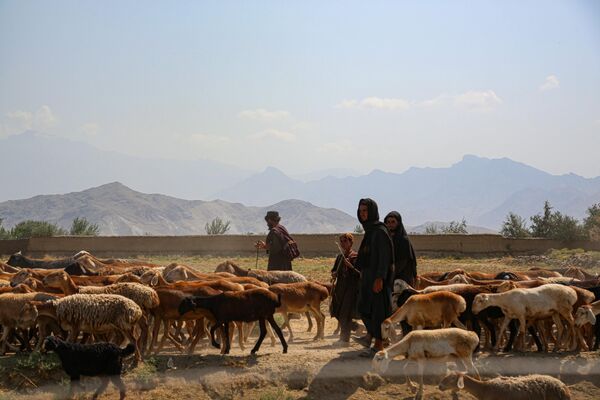 Афганские пастухи пасут овец рядом с авиабазой в Баграме