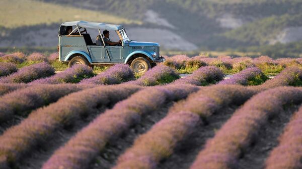 Машина едет на лавандовом поле в Крыму