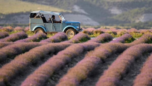 Машина едет на лавандовом поле в Крыму
