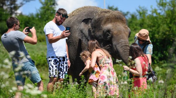 Слониха Марго в парке-санатории для реабилитации цирковых слонов в селе Ахштырь Адлерского района
