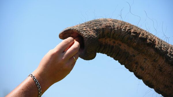Слон в сафари-парке в селе Ахштырь Адлерского района