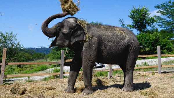 Слониха Претти в парке-санатории для реабилитации цирковых слонов в селе Ахштырь Адлерского района