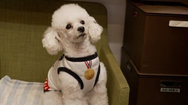 Олимпийская собачка: пудель показал наряд, посвященный Играм в Токио
