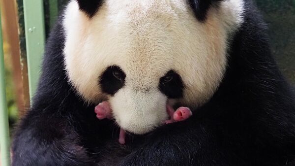 Панды-близнецы родились во французском зоопарке Боваль