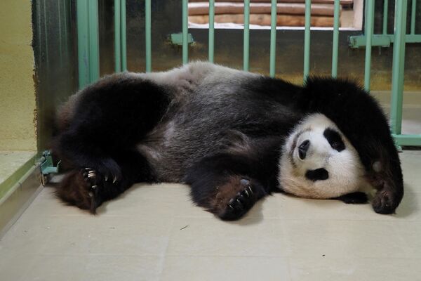 Гигантская панда Huan Huan в зоопарке Франции