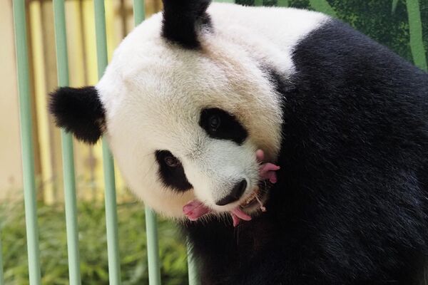 Гигантская панда Huan Huan и ее детеныши-близнецы в зоопарке Франции