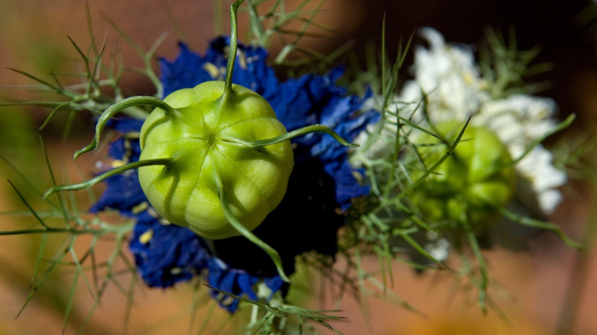 Nigella Sativa - РИА Новости, 1920, 04.08.2021