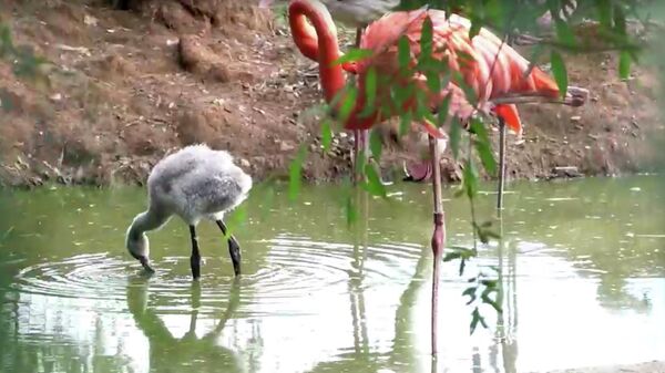 Птенец фламинго, родившийся в Московском зоопарке. Кадр видео