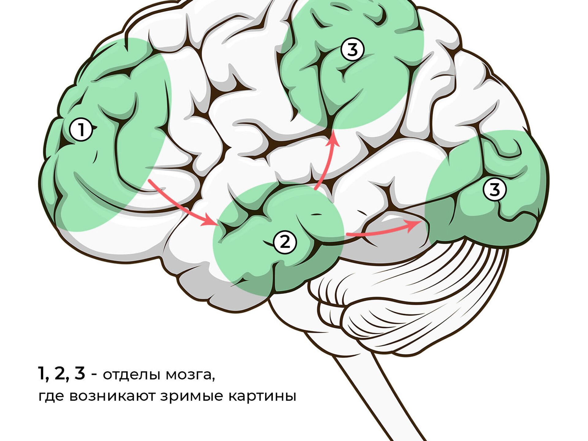 Песня где мозги. Где мозг. 3 Отдела мозга. Решетка отдел мозга. Нейро картинки для развития лобных долей.