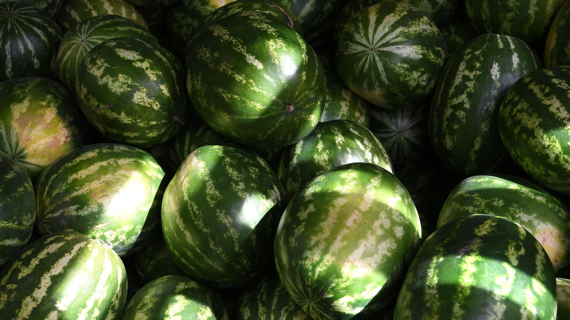 Watermelons in the trade pavilion - 1920, 02.11.2021