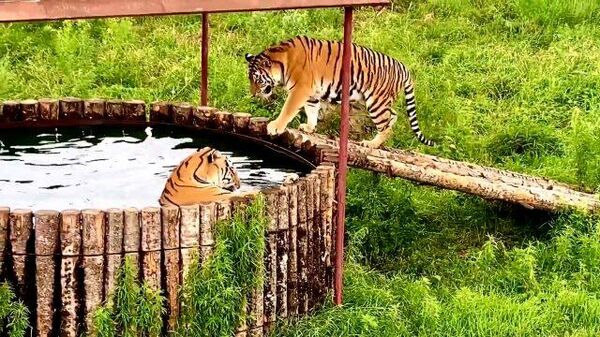 Джакузи для полосатых: тигры спасаются от жары в бассейне