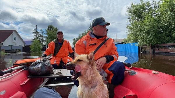 Сотрудники МЧС эвакуируют людей и животных во время паводка в поселке Остров Старица в Амурской области