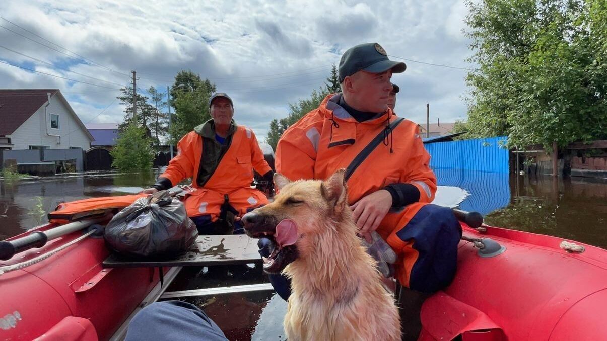 Сотрудники МЧС эвакуируют людей и животных во время паводка в поселке Остров Старица в Амурской области - РИА Новости, 1920, 15.08.2022