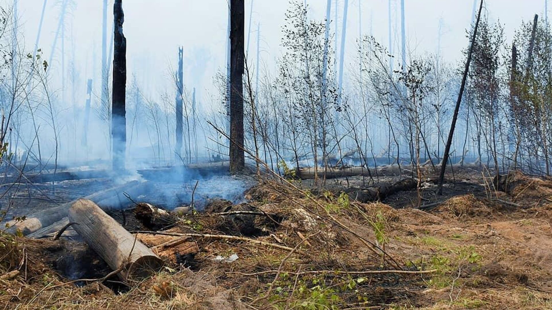 Последствия лесного пожара - РИА Новости, 1920, 06.05.2023