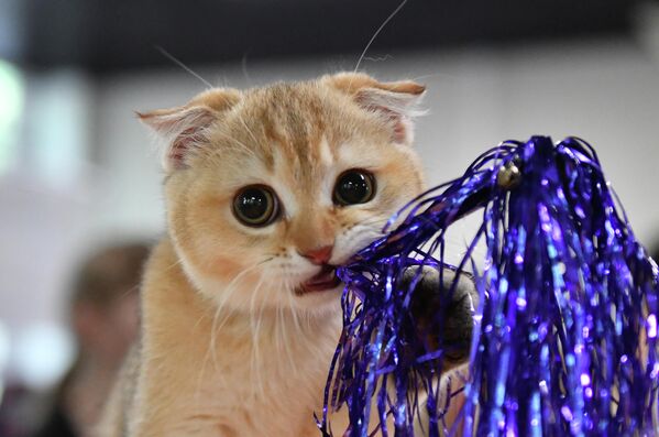Кошка породы скоттиш-фолд (шотландская вислоухая) на выставке КоШарики Шоу в Москве.