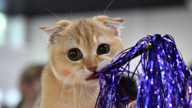 Кошка породы скоттиш-фолд (шотландская вислоухая) на выставке КоШарики Шоу в Москве.