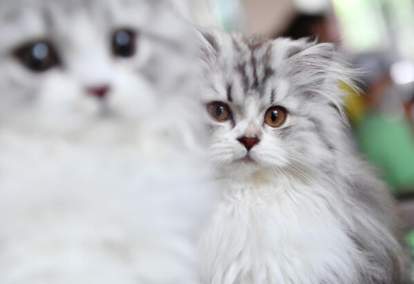 Кошки на выставке КоШарики Шоу в Москве