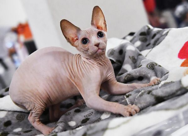 Кошка породы сфинкс на выставке КоШарики Шоу в Москве