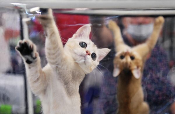 Котята на выставке КоШарики Шоу в Москве