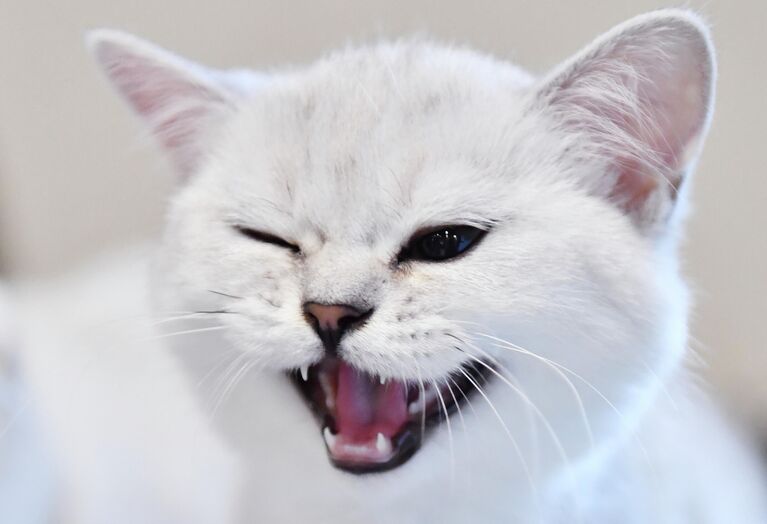 Котенок породы скоттиш-страйт (шотландская прямоухая) на выставке КоШарики Шоу в Москве Котенок породы скоттиш-страйт (шотландская прямоухая) на выставке КоШарики Шоу в Москве