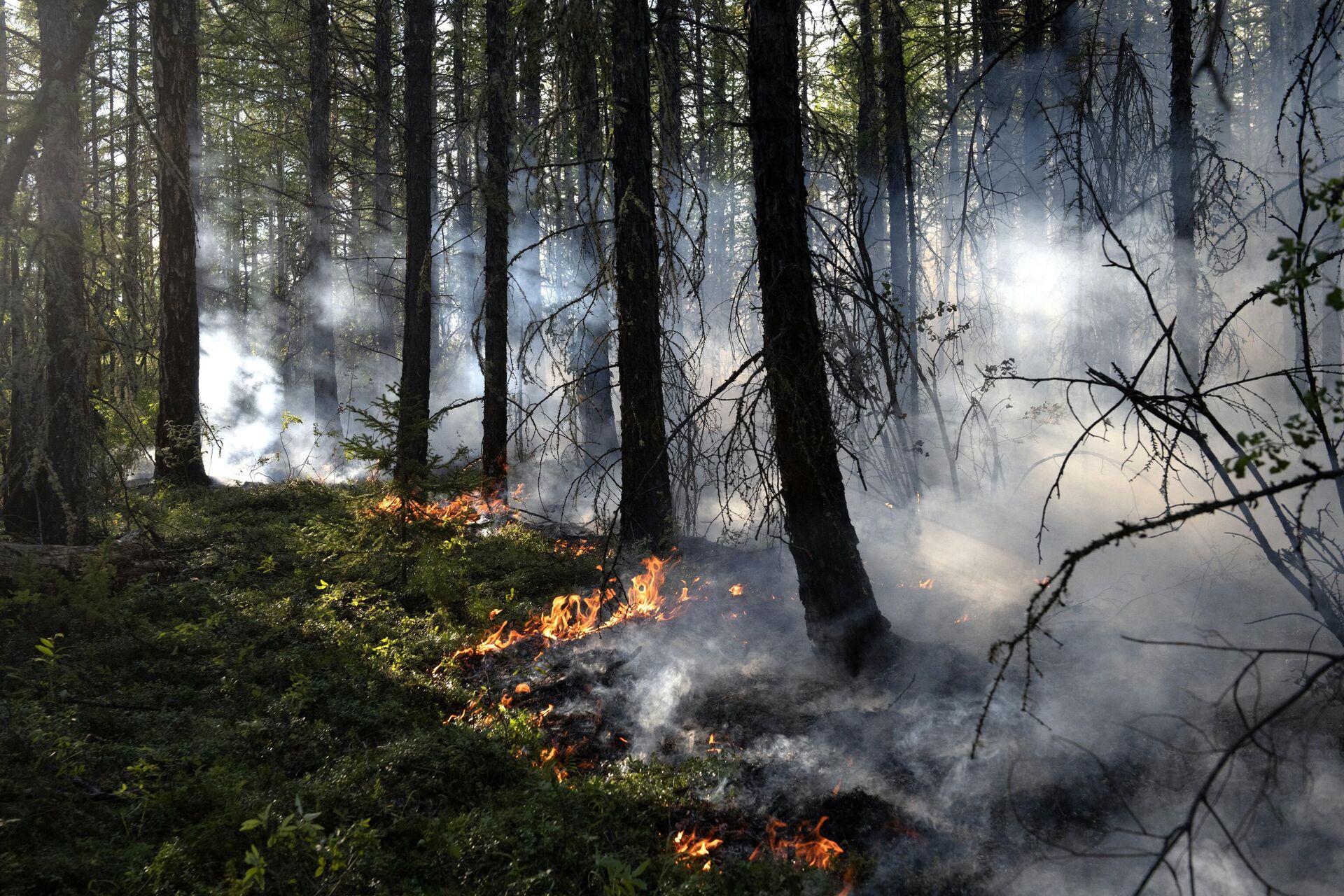 Лесной пожар в районе Хангаласский улус в Якутии - РИА Новости, 1920, 05.03.2022