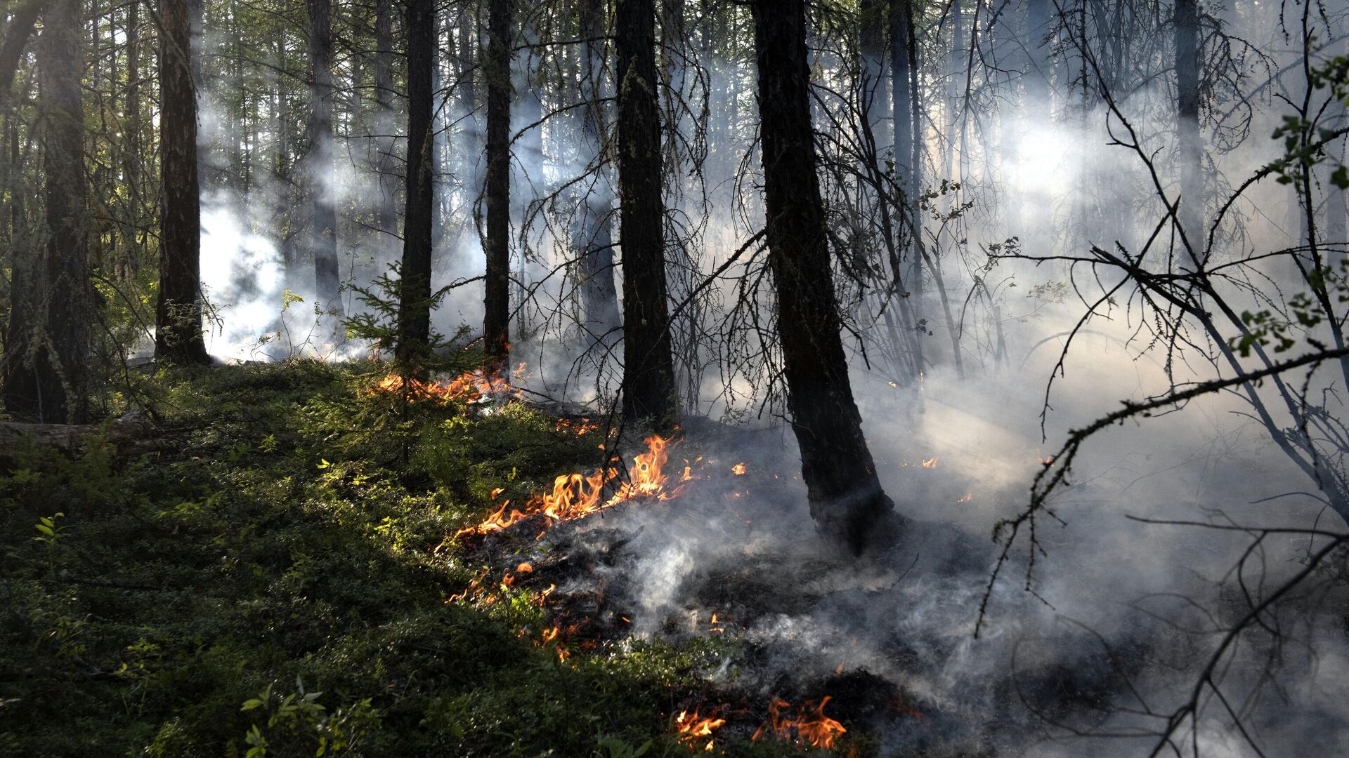 Лесной пожар в районе Хангаласский улус в Якутии - РИА Новости, 1920, 13.04.2022