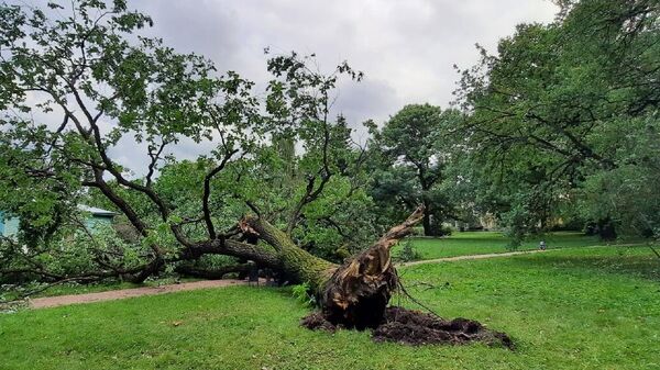 160-летний дуб упал в Ботаническом саду в Петербурге
