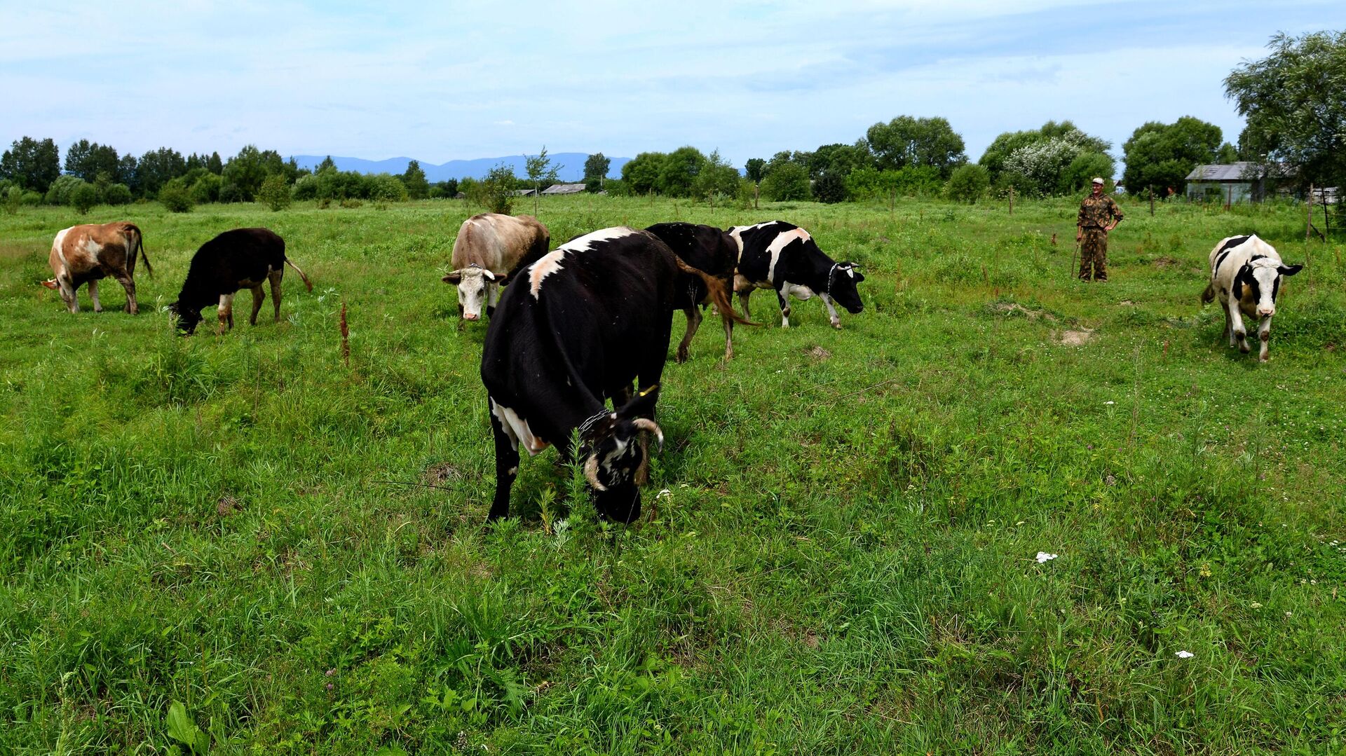 Корову накормить коноплей побочка от конопли