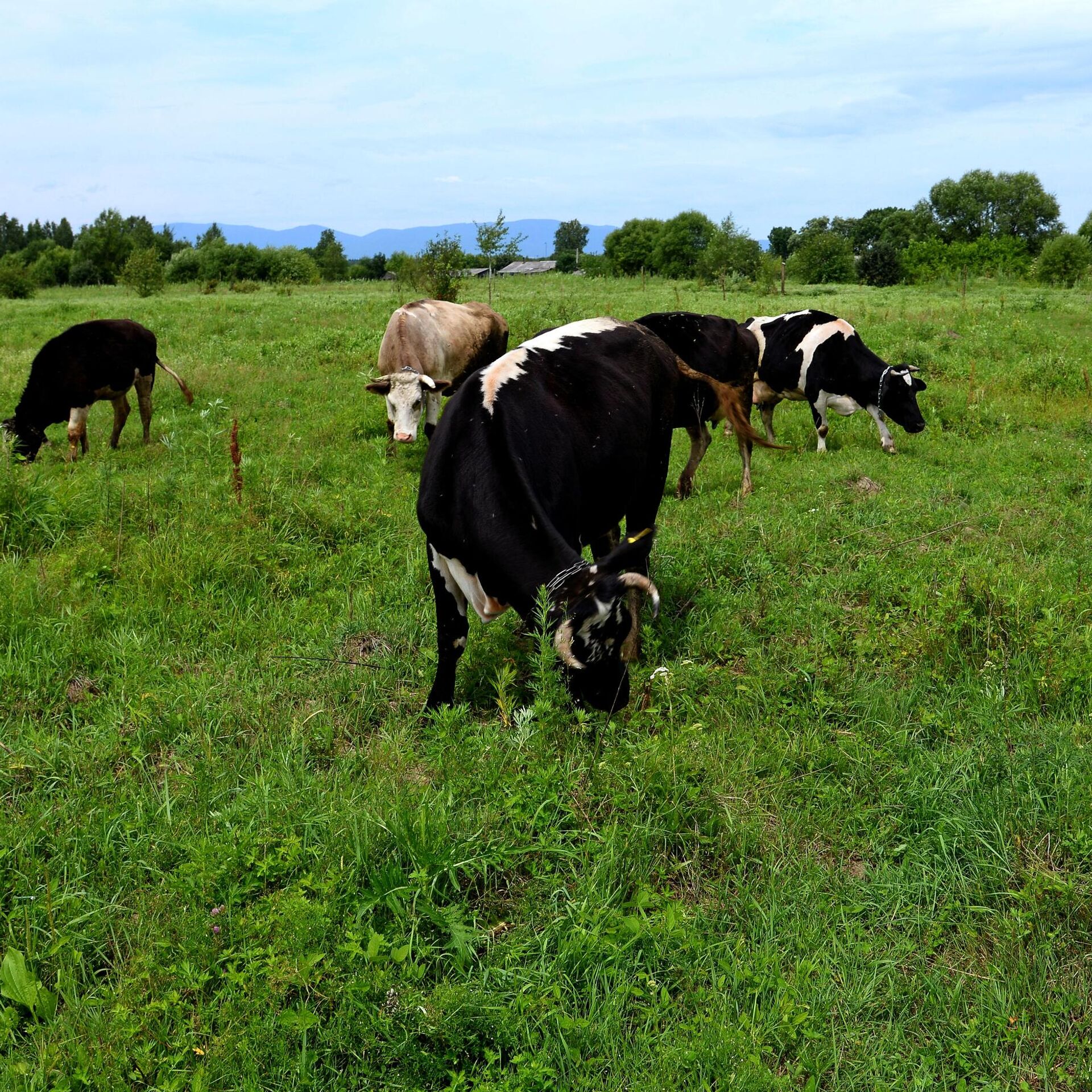 Коров кормят коноплей как зайти в даркнет hydra