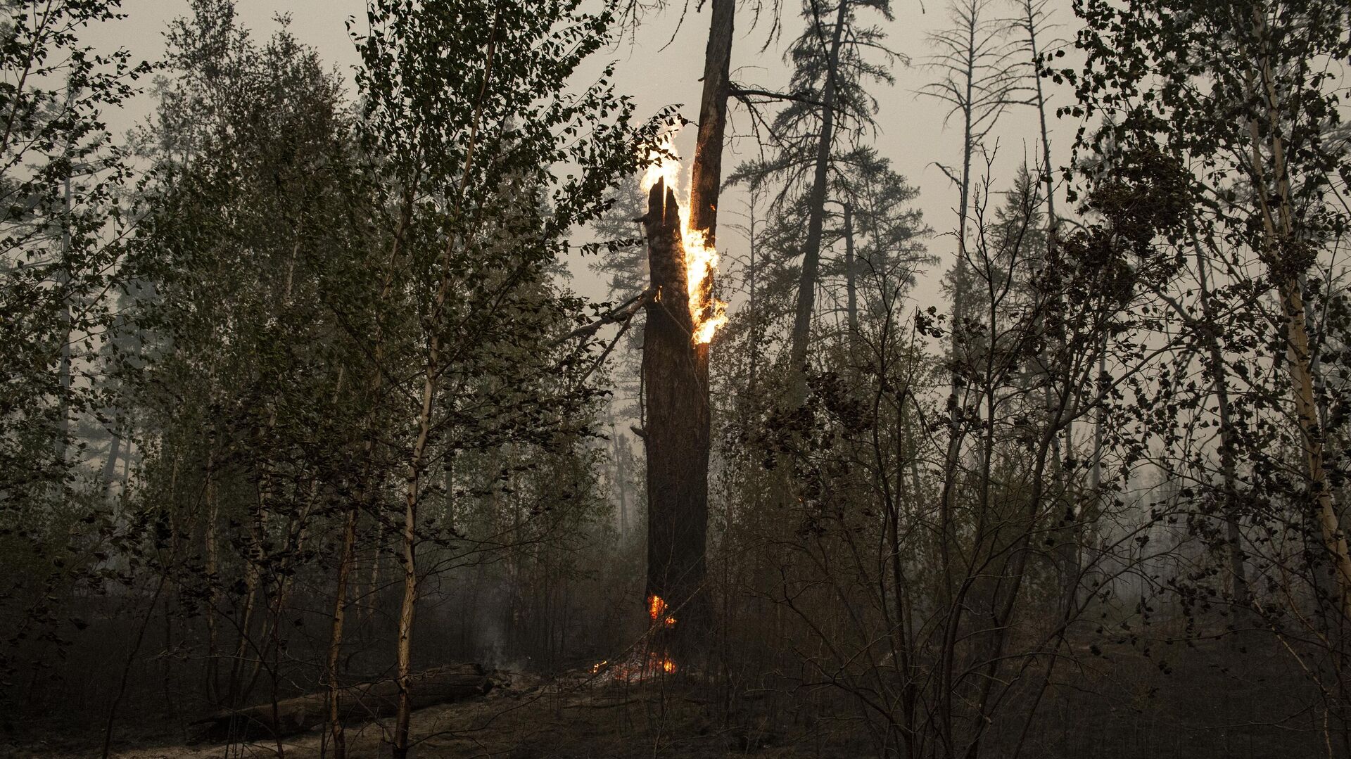 Последствия лесного пожара в Республике Якутия - РИА Новости, 1920, 25.07.2022