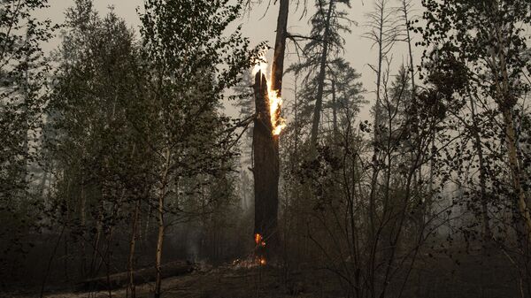 Последствия лесного пожара у поселка Ергёлёк Намского района Республики Якутия