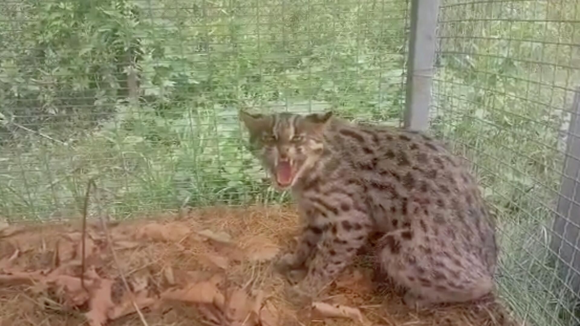 Дальневосточный лесной кот, угодивший в капкан в Приморье. Кадр видео - РИА Новости, 1920, 12.08.2021