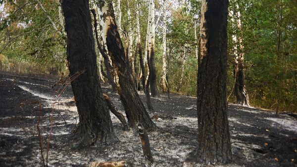Обгоревшие деревья после пожара в заказнике Шайтан-тау в Республике Башкортостан