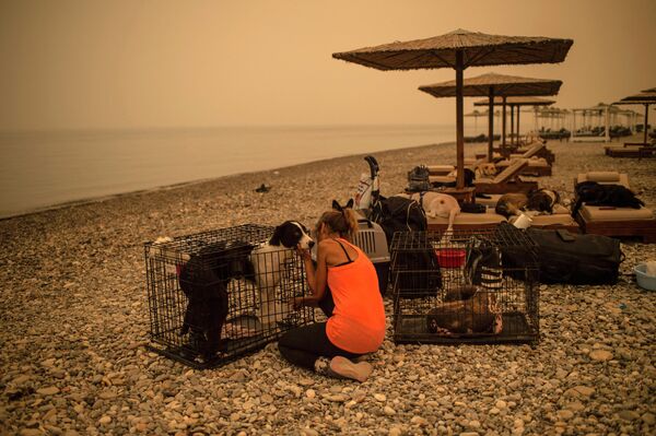Женщина заботится о раненой собаке, пострадавшей из-за природных пожаров на острове Эвбея 
