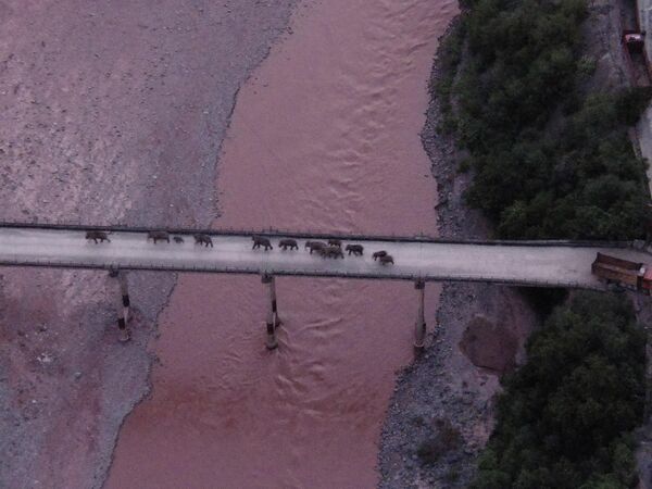 Стадо мигрирующих диких азиатских слонов на мосту через реку Юаньцзян в провинции Юньнань на юго-западе Китая