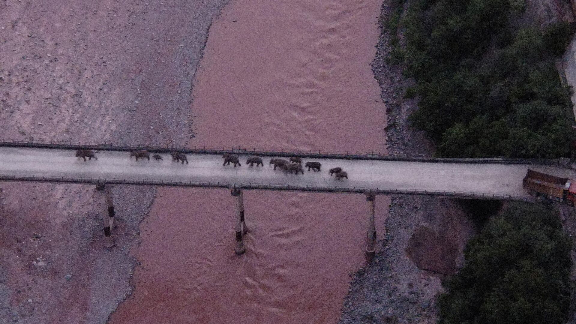 Стадо мигрирующих диких азиатских слонов на мосту через реку Юаньцзян в провинции Юньнань на юго-западе Китая - РИА Новости, 1920, 13.08.2021