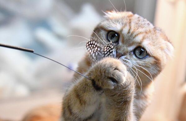 Кошка породы скоттиш-фолд на выставке КоШарики Шоу в Москве