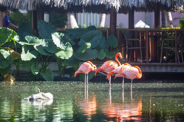 Розовые фламинго в Доминиканской республике 