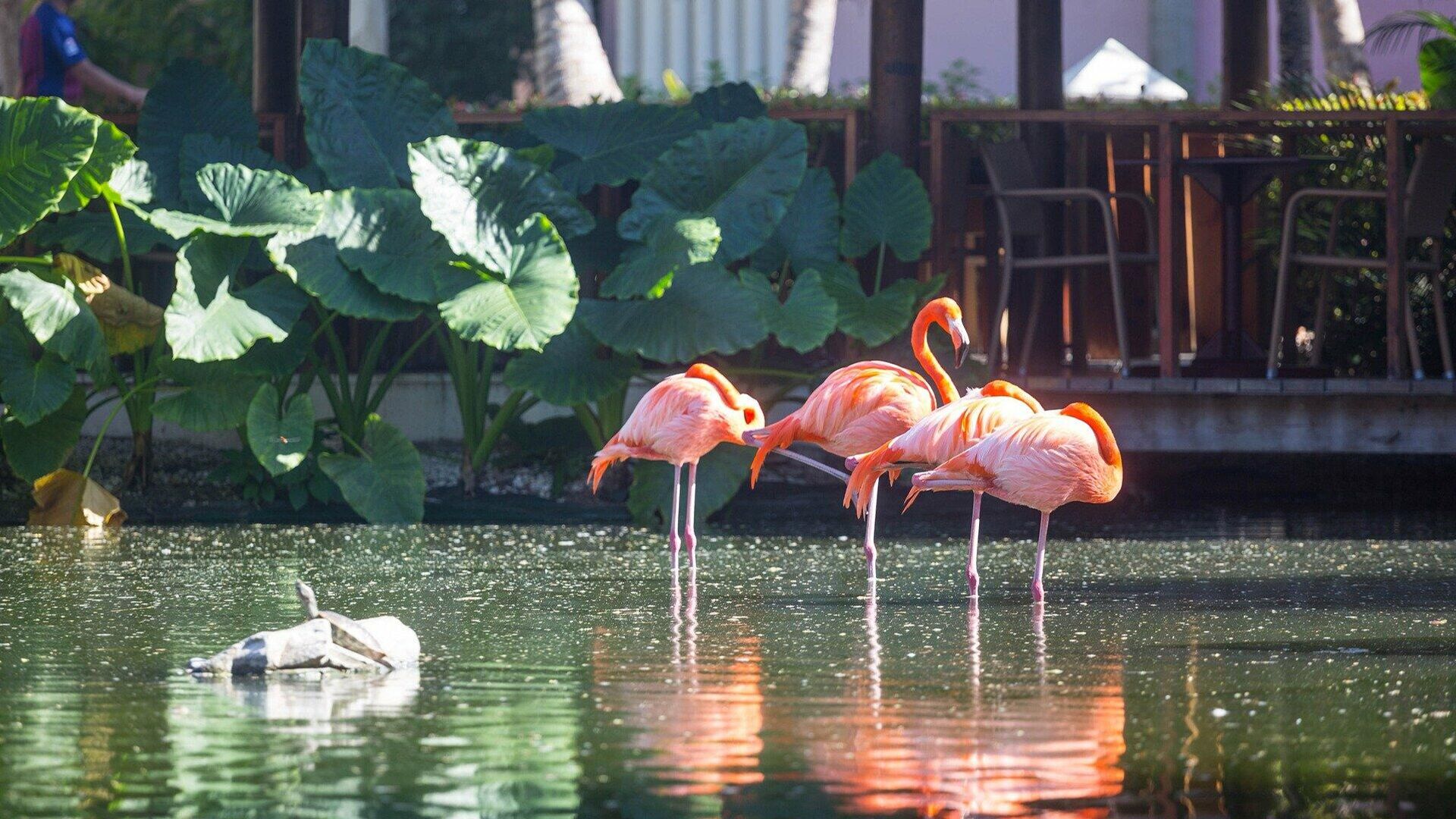 Розовые фламинго в Доминиканской республике  - РИА Новости, 1920, 03.12.2022