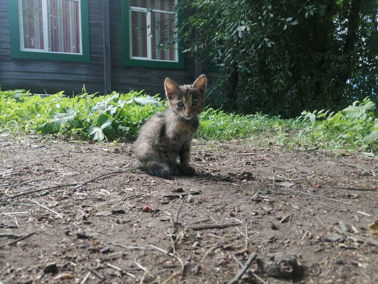 В Приамурье во время паводка спасли около десятка домашних животных - РИА  Новости, 13.08.2021