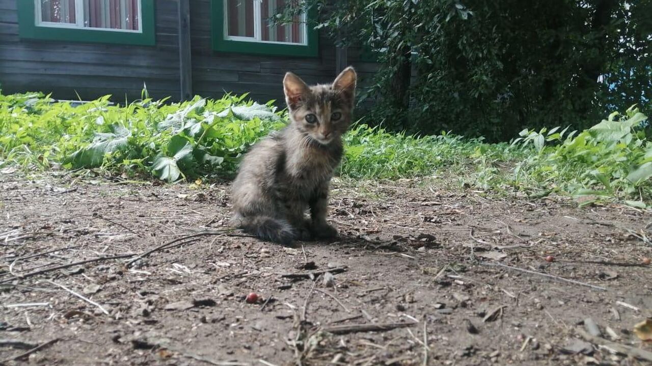 В Приамурье во время паводка спасли около десятка домашних животных - РИА  Новости, 13.08.2021