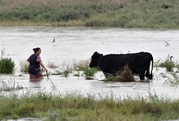 Женщина уводит корову с подтопленного в результате ливневых дождей пастбища около Керчи