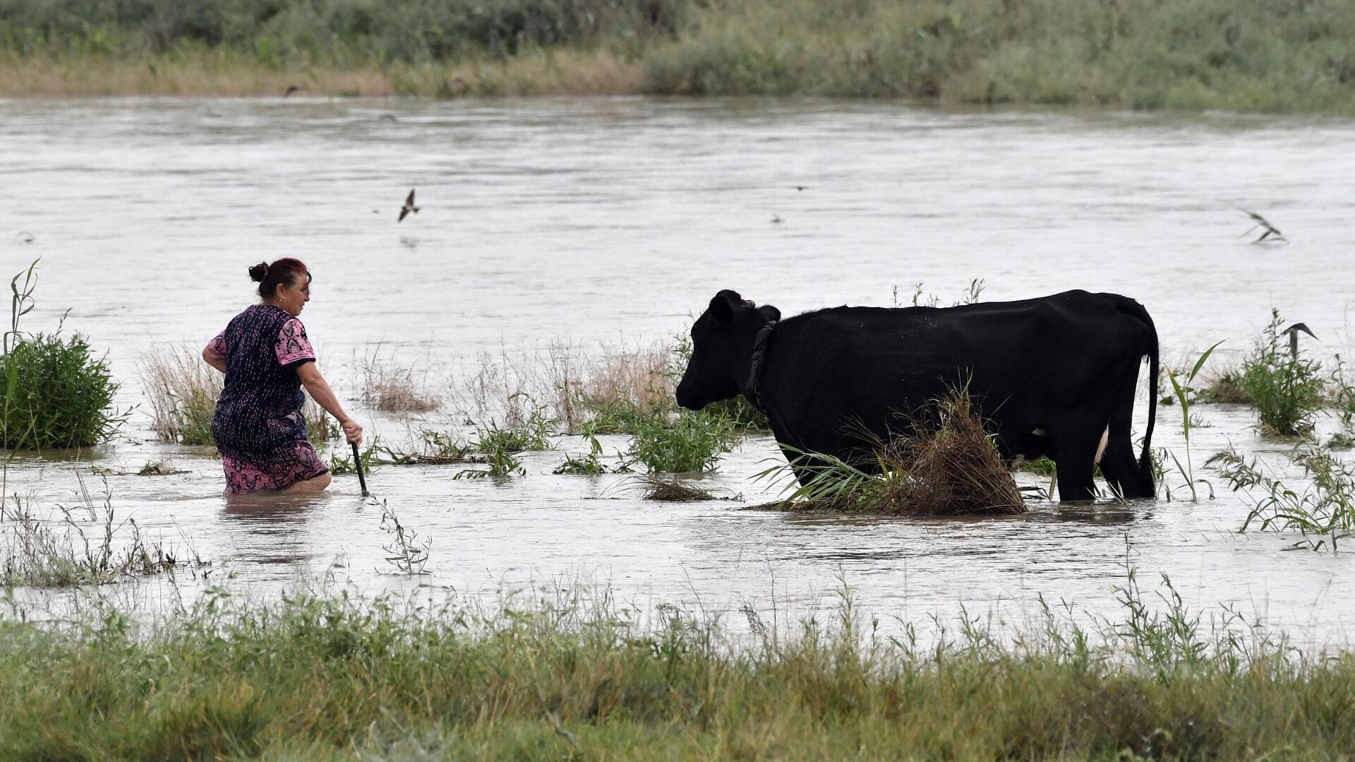 Женщина уводит корову с подтопленного в результате ливневых дождей пастбища около Керчи - РИА Новости, 1920, 13.08.2021