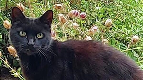 Домашний кот позвал на помощь и спас жизнь своей пожилой хозяйке в Бодмине, Великобритания